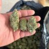Buy g13 haze​ strain Online