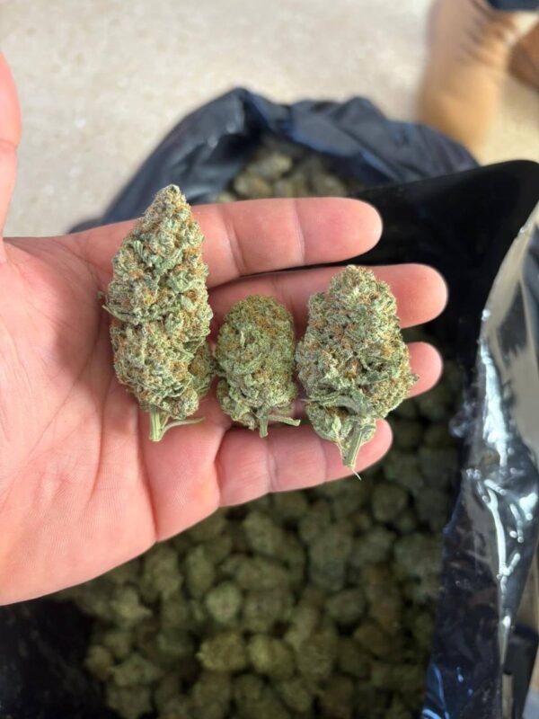 Buy g13 haze​ strain Online