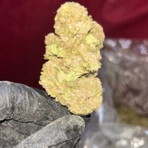 Buy Super Amnesia Haze sativa strain – dense, frosty green buds with orange hairs, rich in trichomes, known for citrus aroma and energizing effects.