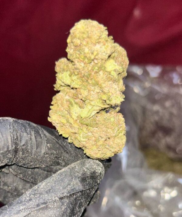 Buy Super Amnesia Haze sativa strain – dense, frosty green buds with orange hairs, rich in trichomes, known for citrus aroma and energizing effects.
