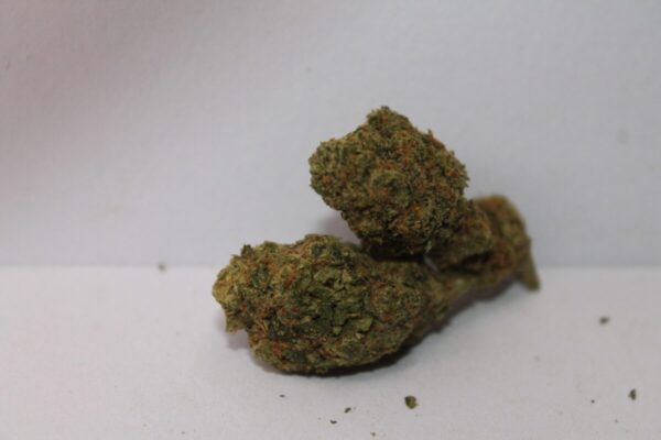 gelato 41 strain