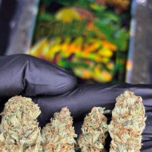 Buy Pineapple Haze cannabis buds, featuring dense green nugs with orange pistils and a fresh tropical aroma, perfect for an uplifting experience.