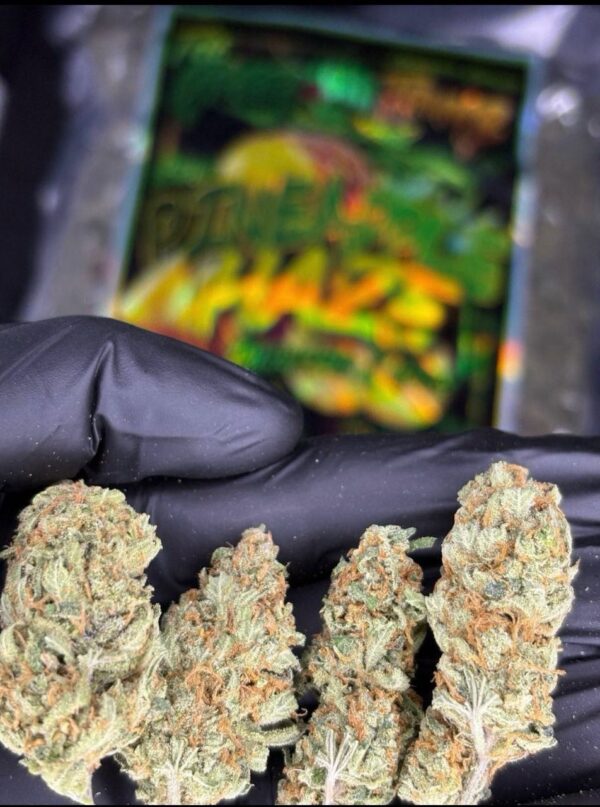 Buy Pineapple Haze cannabis buds, featuring dense green nugs with orange pistils and a fresh tropical aroma, perfect for an uplifting experience.
