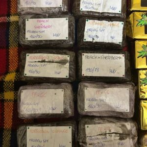 Buy HASH WARRIOR Frozen Dry Sift Hash online – premium solventless cannabis concentrate made from fresh-frozen flower with rich terpenes and high potency.