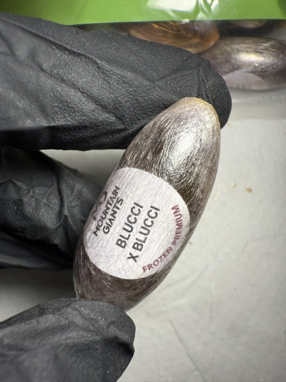 IMAGE 2026-01-29 08:21:41